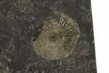 Dactylioceras Ammonite Cluster - Posidonia Shale, Germany #180429-1